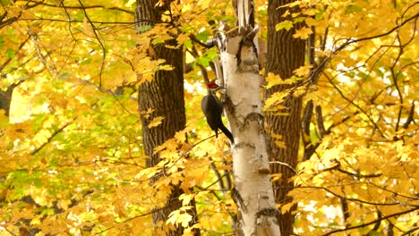 Super-bright-pretty-yellow-autumn-scenery-with-woodpecker-on-birch-tree