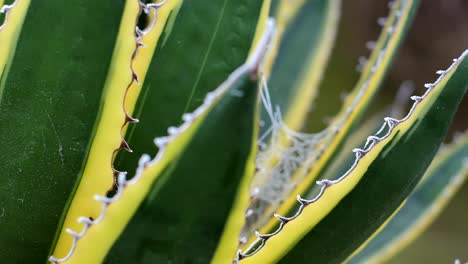 Close-up-shot-of-a-desert-plant-with-frozen-tips