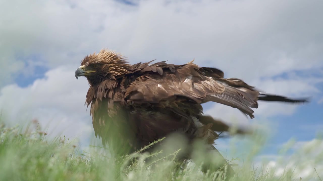 Steinadler sitzt auf einem grasbewachsenen Feld unter bewölktem Himmel.