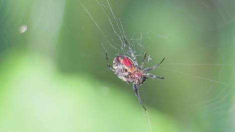 closeup of an alpaida versicolor orb weaver spider moving her legs and on her web