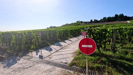 camino en el viñedo sin señal de entrada