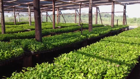 stunning view inside nursery garden producing yerba mate seedlings