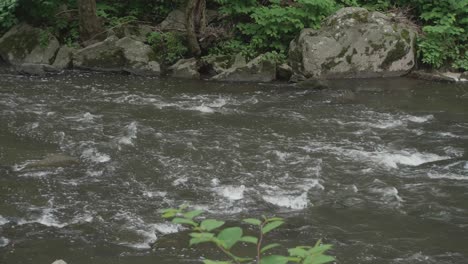 The-Wissahickon-Creek,-flowing-over-rocks-and-stones