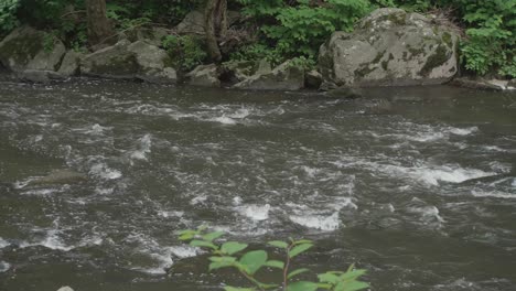 el arroyo wissahickon, fluyendo sobre rocas y piedras