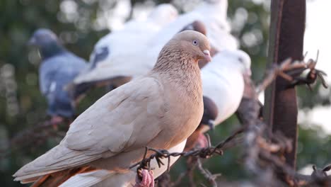 beige pigeon on a fence