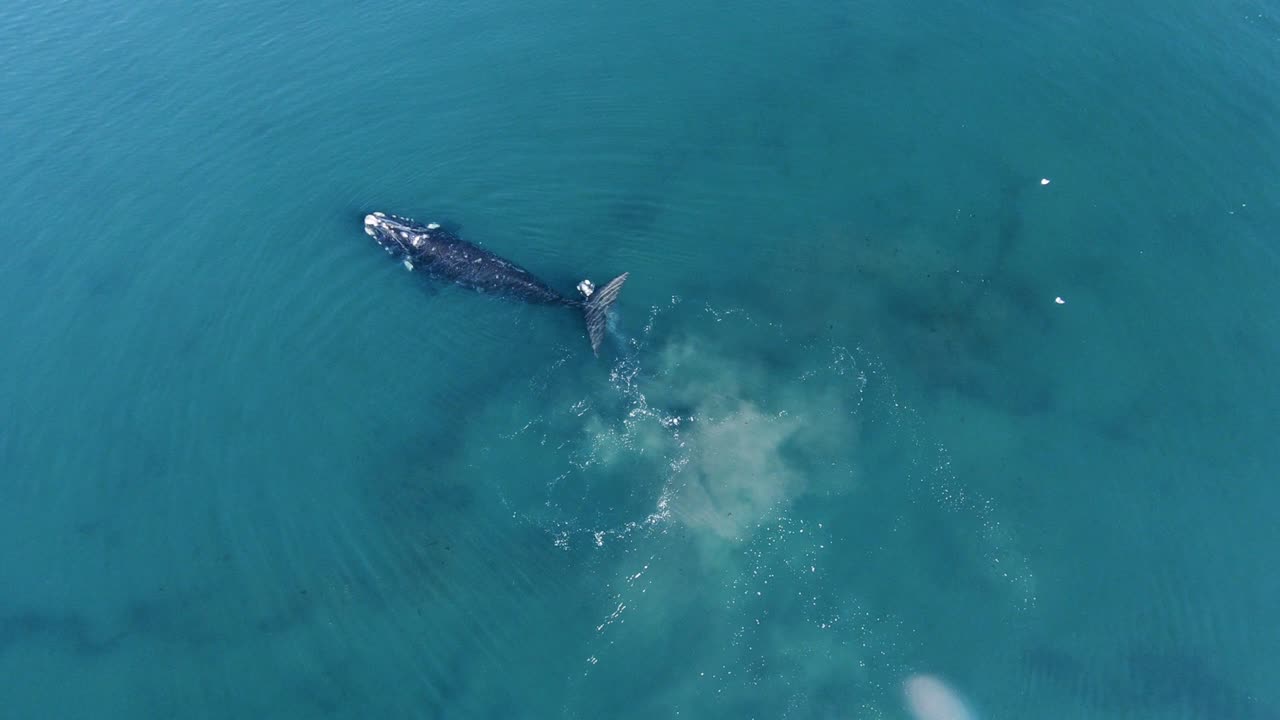 남아메리카 아르헨티나 파타고니아 바다의 청록색 푸른 물 옆에서 어미 주위를 노는 남방긴수염고래 송아지