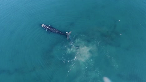 Cría-De-Ballena-Franca-Austral-Jugando-Con-Su-Madre-Junto-Al-Agua-Azul-Turquesa-Del-Mar-Patagónico-En-Argentina,-Sudamérica