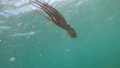 underwater shot of a medium-sized octopus diving down to the seafloor