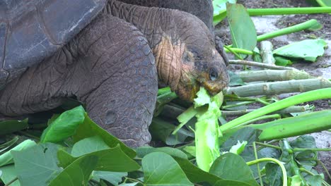 land tortoises feed on greenery at the charles darwin research station in puerto ayora galapagos ecuador 1