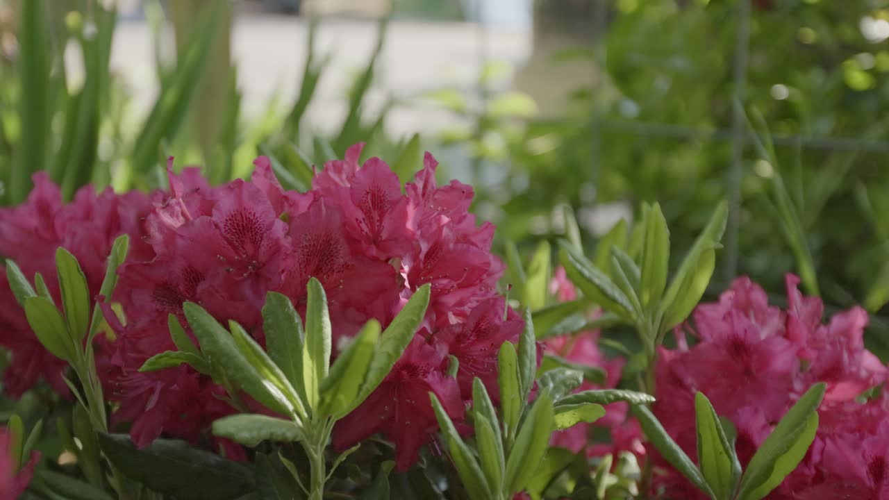 Woody Plants With Vibrant Flowers, Rhododendron Blooms In A Garden. Close-up Shot