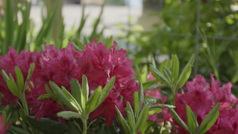 woody plants with vibrant flowers, rhododendron blooms in a garden. close-up shot