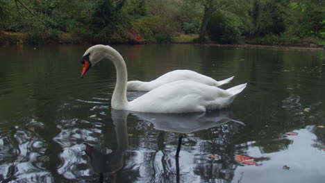 Dos-Cisnes-Blancos-Buceando-En-Un-Estanque-En-Busca-De-Comida