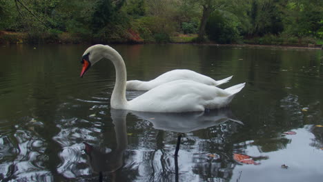 dos cisnes blancos buceando en un estanque en busca de comida
