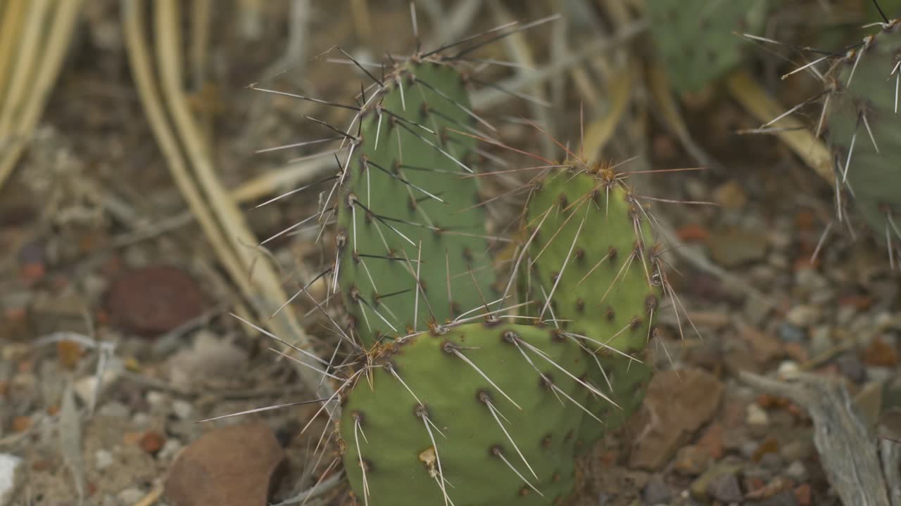 primer plano extremo en nopal en el desierto 4k de izquierda a derecha