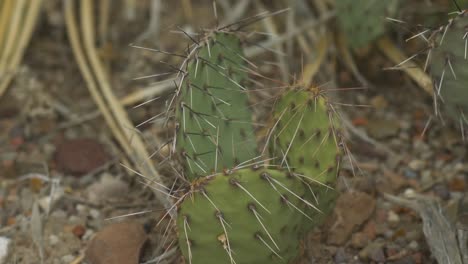 extreme close up on prickly pear cactus in desert 4k left to right