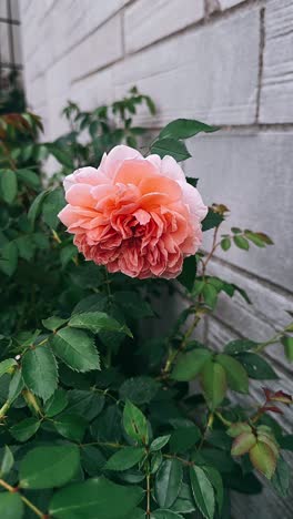 hermosa rosa de melocotón junto a una pared de ladrillo