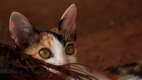 close up shot of a cute calico kitten playfully chewing on a piece of wood at the farm