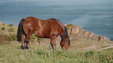 brown horse grazing by the ocean