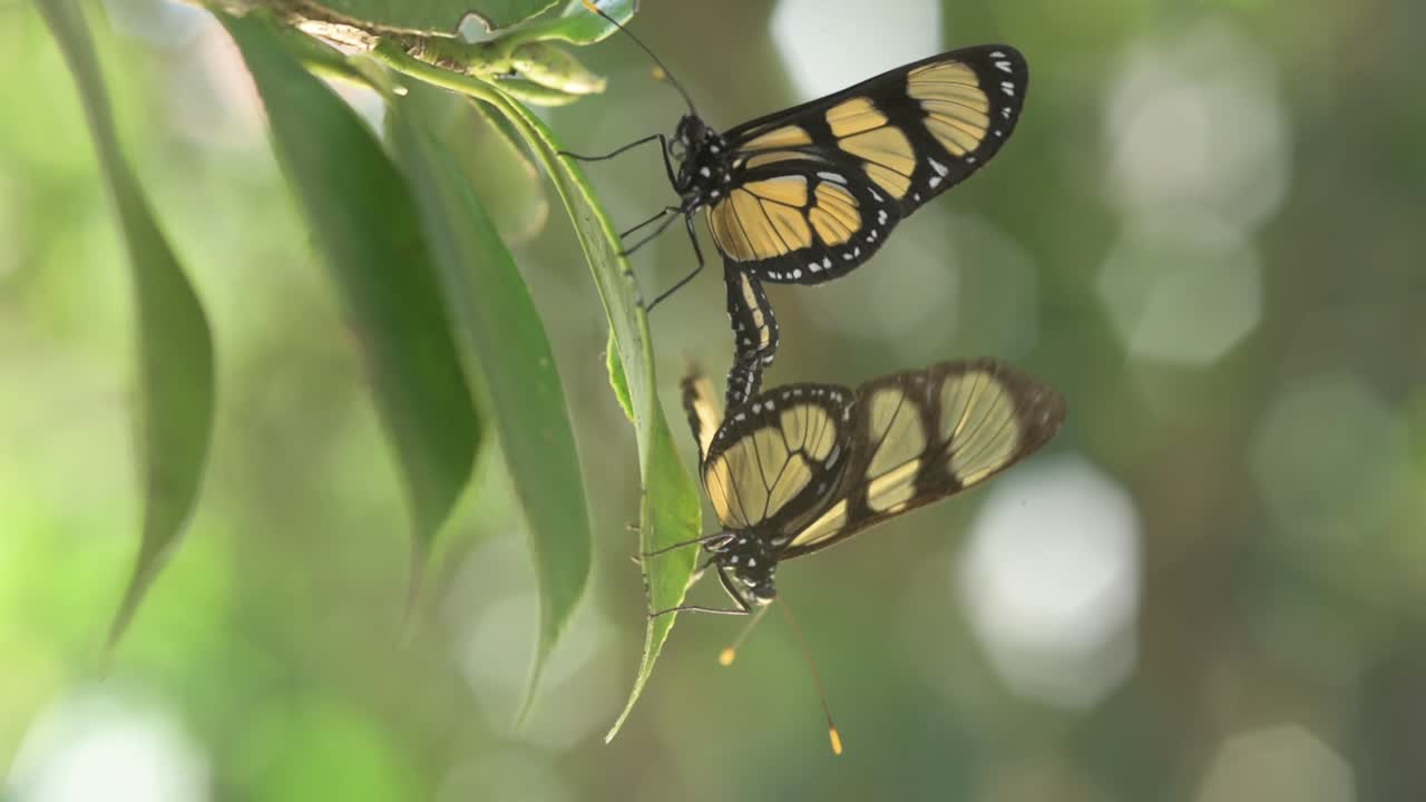apareamiento de la mariposa conocida como mariposa de manaca