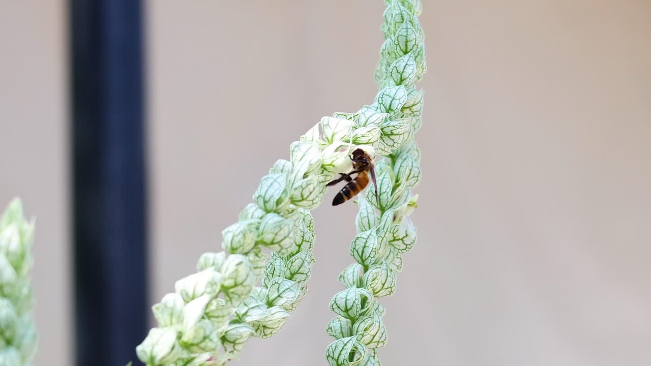 벌이 방문하고  꽃을 반복적으로 꽃가루를 뿌립니다.