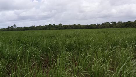 Dolly-in-aerial-drone-shot-passing-over-a-large-field-of-tropical-green-sugar-cane-blowing-in-the-wind-growing-in-Tibau-do-Sul,-Rio-Grande-do-Norte,-Brazil-on-a-rainy-overcast-summer-day