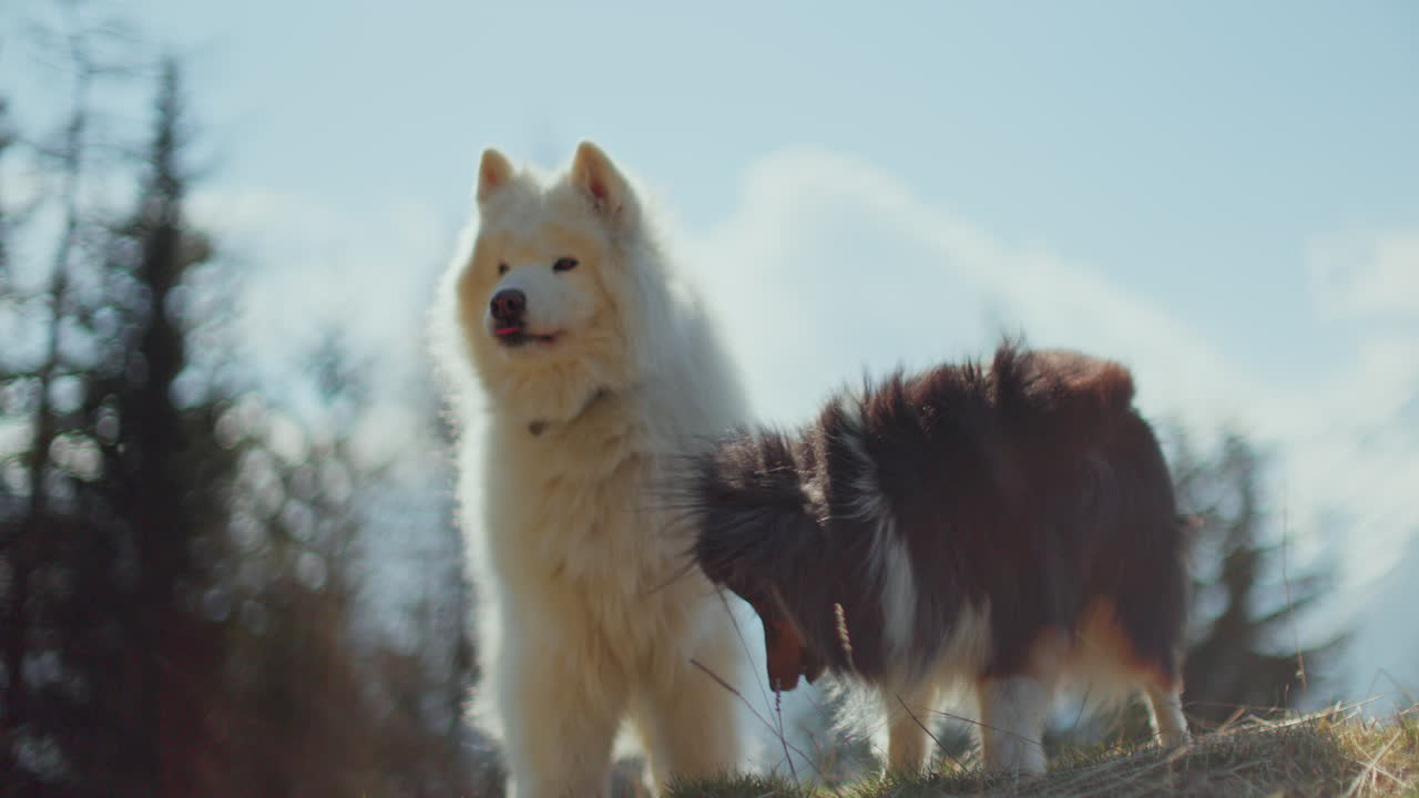 Samoyed and Shetland Sheepdog playing joyfully on a mountain field, surrounded by stunning alpine views and clear skies.