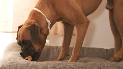 boxer dog eating a treat in a dog bed