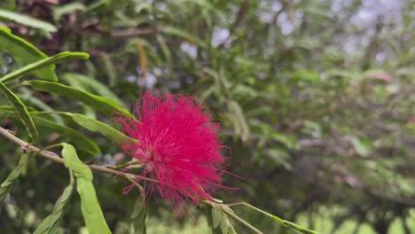 closeup of flower called "powder puff" its created by the numerous stamens, which are the male reproductive parts of the flower. also known as Calliandra plant