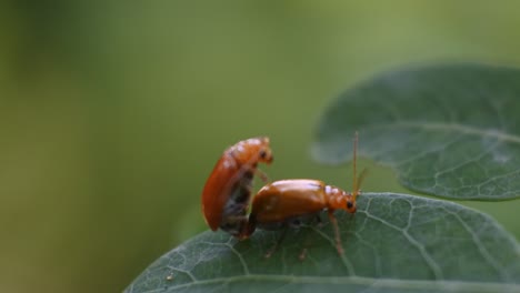 two ladybugs mating on leaves in the garden