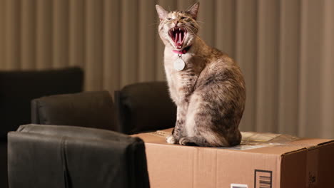 brown cat standing and yawning on the top of the paper box - slow motion shot