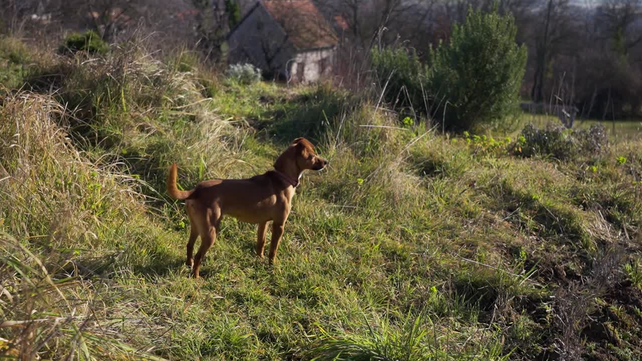 un perro marrón de pie en un campo de hierba