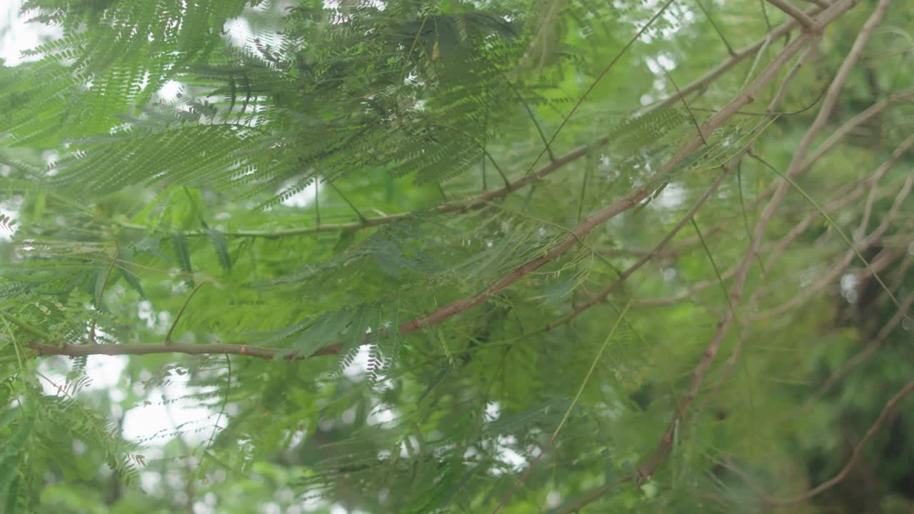 Breezy scene shows slender green branches and feathery leaves swaying in the wind, creating gentle movement in a lush, tropical environment