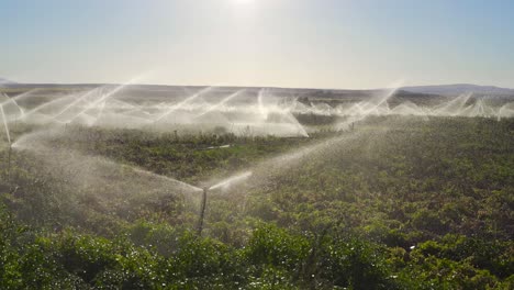 Sprinkler-Bewässern-Das-Feld.