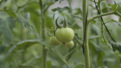 primer plano de tomates verdes que crecen en la vid en una escena de jardín exuberante