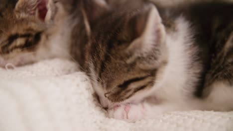 gatitos acurrucados juntos durmiendo en un sofá con una manta