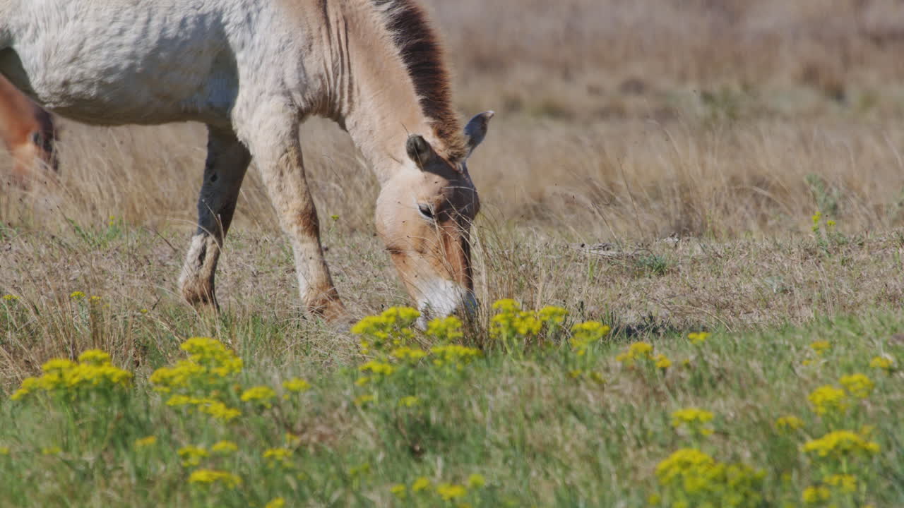 Cavalo selvagem de Przewalski pastando e de pé na pradaria