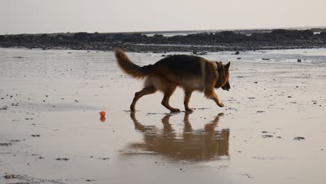 German-shepherd-dog-playing-with-shells-and-stones-on-beach-in-Mumbai-|-Young-German-shepherd-pet-dog-playing-with-small-stones-on-beach-in-Mumbai