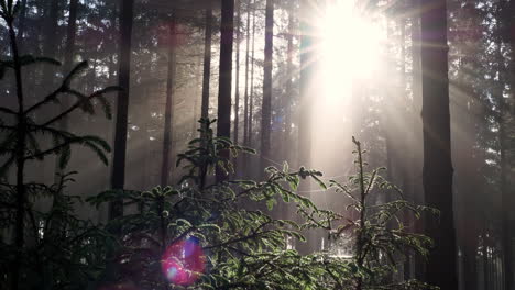 sunbeam rays shinning through mist and fog in forest at sunrise-1