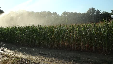 agricultural equipment irrigates an organic corn field with river water at sunset