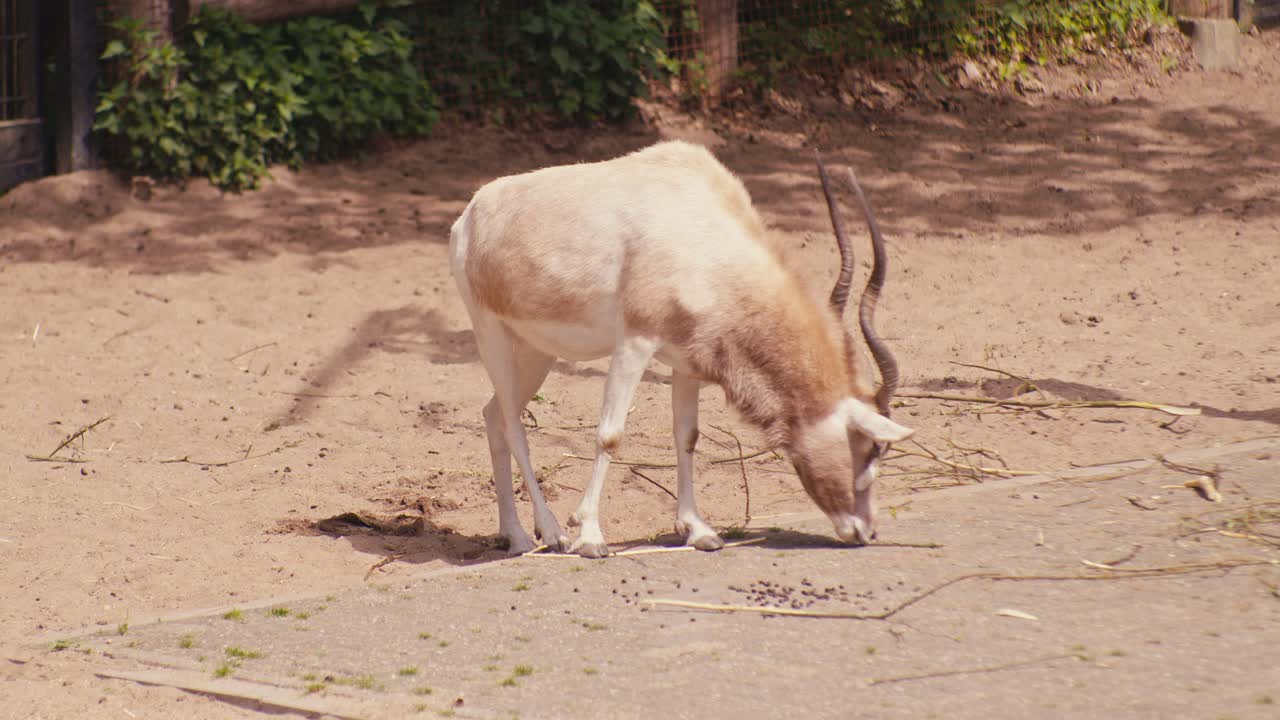 addax antelope wildlife animal in the zoo, digital film look