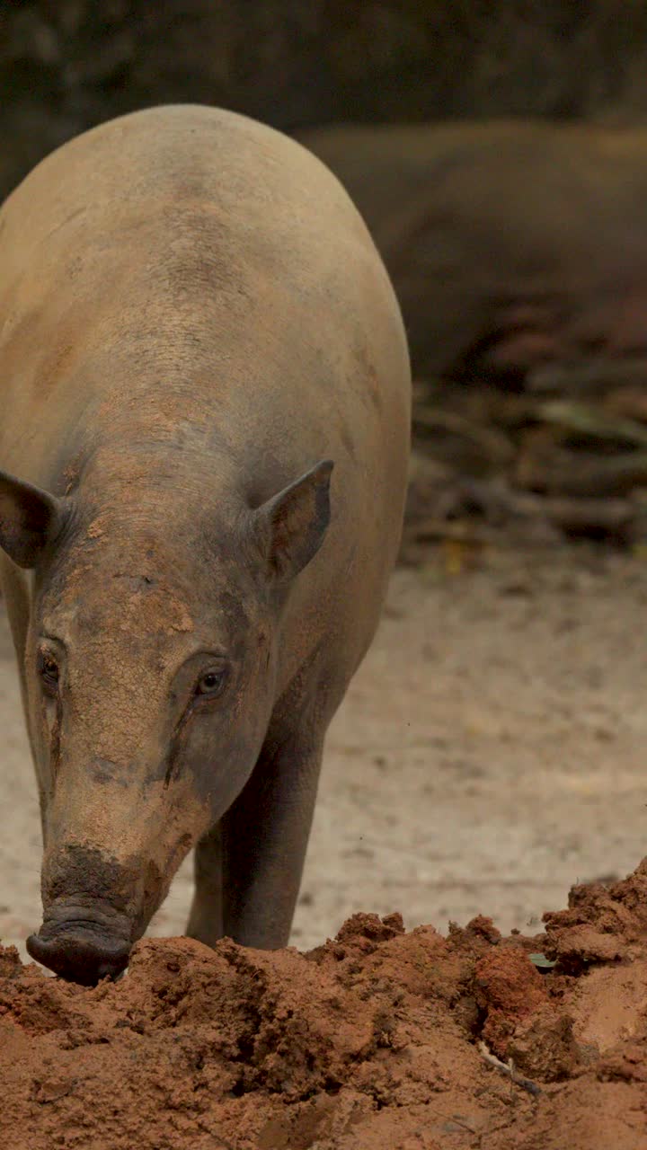 Un babirussa sta in un recinto fangoso, annusando il terreno sotto una morbida illuminazione naturale.