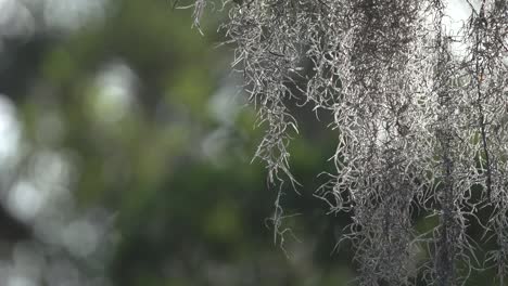 el musgo español gotea de los árboles con un exuberante follaje verde en el fondo