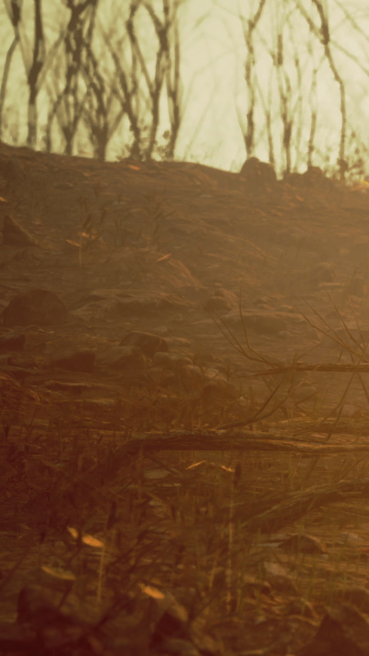 Wildfire aftermath shows charred land and burned trees during sunset