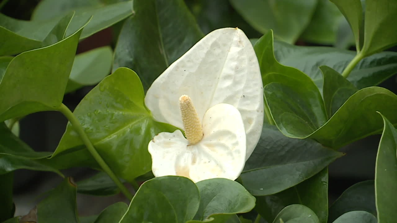 White Anthurium Flower