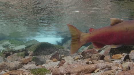 Salmón-Coho-Macho-Adulto-Mostrando-Su-Coloración-Roja-De-Desove