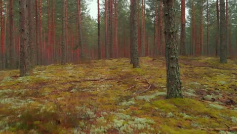 beautiful journey between trees in virgin forest, wild nature, eastern europe