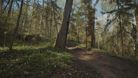 walk in the forest in the national park in spring