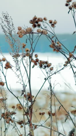 dried plants in winter landscape