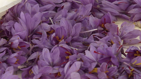 dried saffron flowers