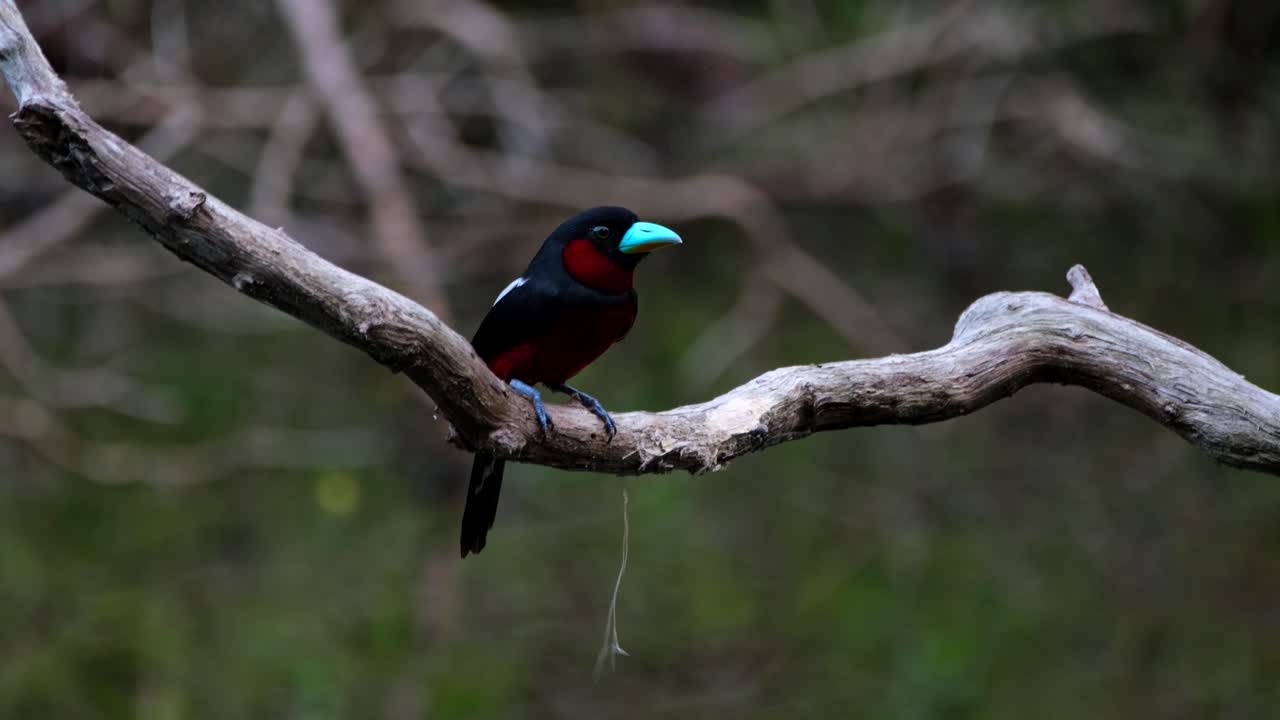 macho y hembra vistos en una rama, luego uno con algunos materiales de anidación vuela para construir, pico ancho negro y rojo, cymbirhynchus macrorhynchos, parque nacional kaeng krachan, tailandia